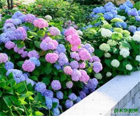 家里千萬(wàn)不能養的6種花 家里養花禁忌(圖1)