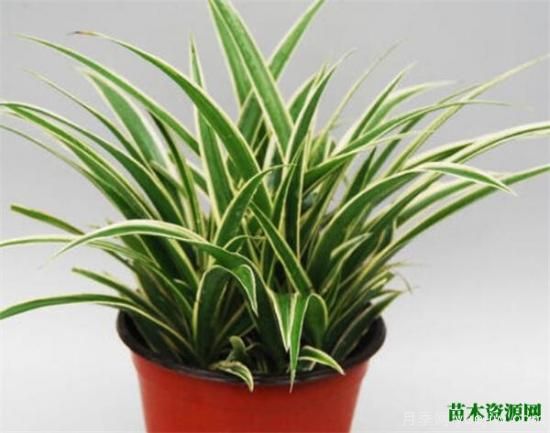 室內適合養的18種植物 室內植物管理要點(diǎn)(圖3)
