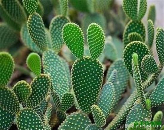 室內適合養的18種植物 室內植物管理要點(diǎn)(圖1)