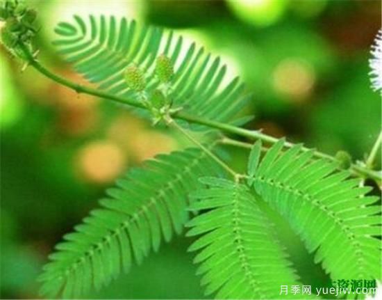 家里千萬(wàn)不能養的6種花 家里養花禁忌(圖3)
