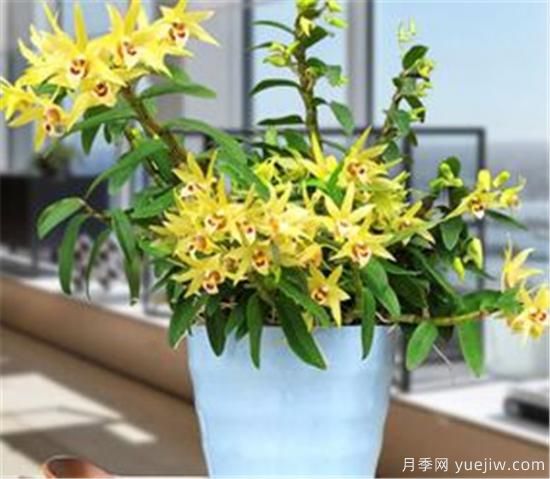 新種的石斛多久服盆 石斛養殖方法和注意事項(圖2)