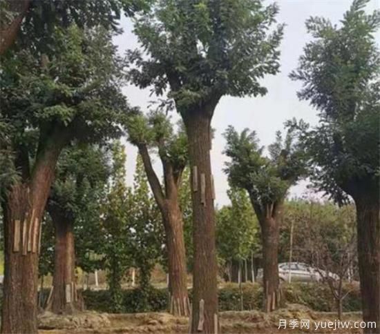 國槐定桿干高度多高合適 如何為國槐樹(shù)合理的修剪整形(圖2)