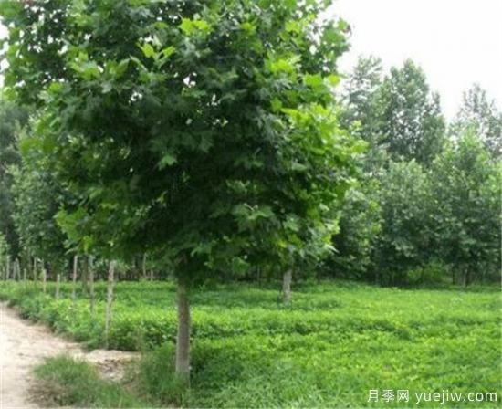 北京地區法桐樹(shù)什么時(shí)候施肥好(圖3)