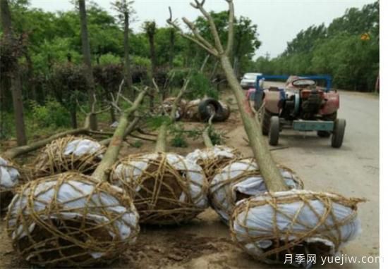 國槐定桿干高度多高合適 如何為國槐樹(shù)合理的修剪整形(圖1)