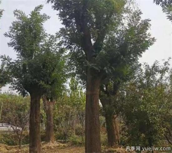 國槐定桿干高度多高合適 如何為國槐樹(shù)合理的修剪整形(圖3)