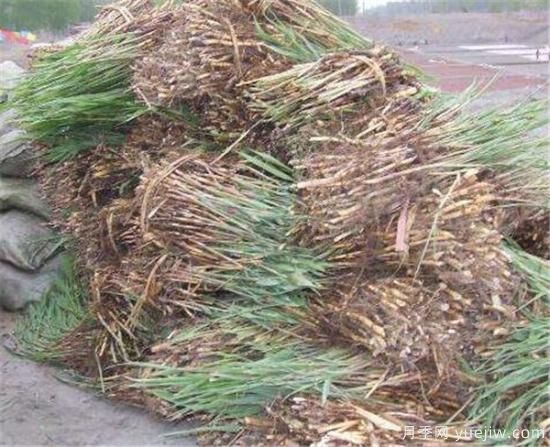 夏天的蘆葦苗應如何養護 蘆葦苗常見(jiàn)的病蟲(chóng)害有哪些(圖1)