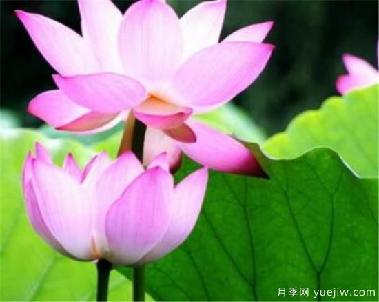 蓮花和荷花的區別有哪些(圖2)