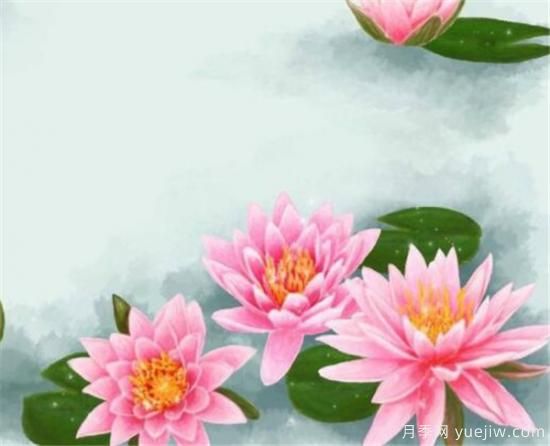 整理關(guān)于描寫(xiě)荷花的詩(shī)句 贊美荷花的作文介紹(圖2)