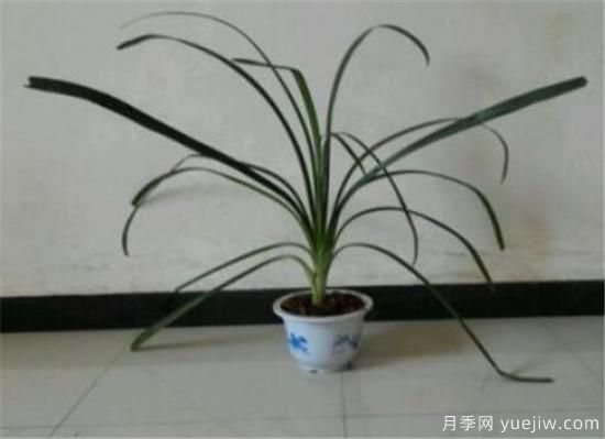 名貴君子蘭品種名稱(chēng)圖片大全 中國君子蘭有哪些種類(lèi)(圖2)