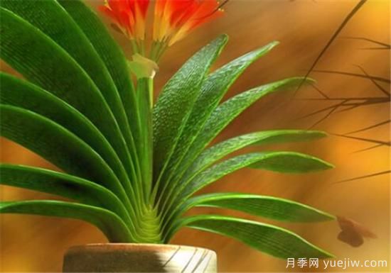 名貴君子蘭品種名稱(chēng)圖片大全 中國君子蘭有哪些種類(lèi)(圖1)