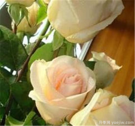 香檳玫瑰怎么養 香檳玫瑰的養殖方法和注意事項(圖2)