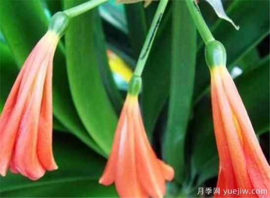名貴君子蘭品種名稱(chēng)圖片大全 中國君子蘭有哪些種類(lèi)(圖4)