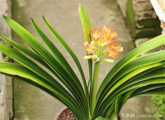 名貴君子蘭品種名稱(chēng)圖片大全 中國君子蘭有哪些種類(lèi)(圖8)