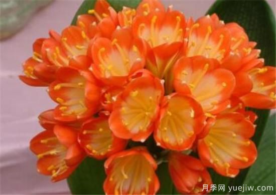 名貴君子蘭品種名稱(chēng)圖片大全 中國君子蘭有哪些種類(lèi)(圖5)