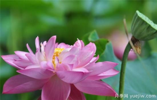 整理關(guān)于描寫(xiě)荷花的詩(shī)句 贊美荷花的作文介紹(圖3)