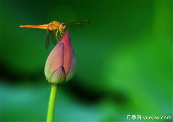 整理關(guān)于描寫(xiě)荷花的詩(shī)句 贊美荷花的作文介紹(圖1)