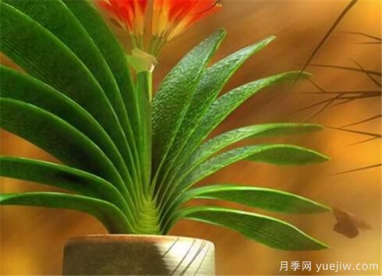 君子蘭的養殖方法和注意事項 君子蘭怎么養(圖1)