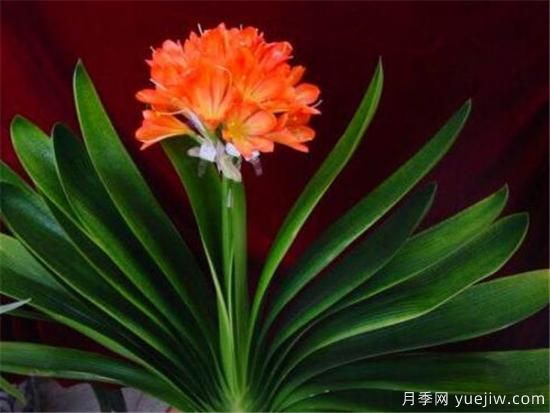君子蘭什么時(shí)候開(kāi)花 君子蘭的花語(yǔ)和寓意象征(圖2)