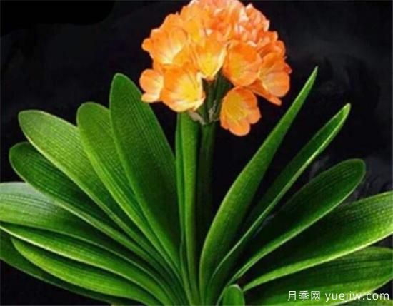 君子蘭什么時(shí)候開(kāi)花 君子蘭的花語(yǔ)和寓意象征(圖1)