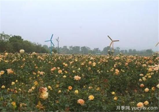 香檳玫瑰幾月份開(kāi)花 香檳玫瑰開(kāi)花圖片資料(圖1)