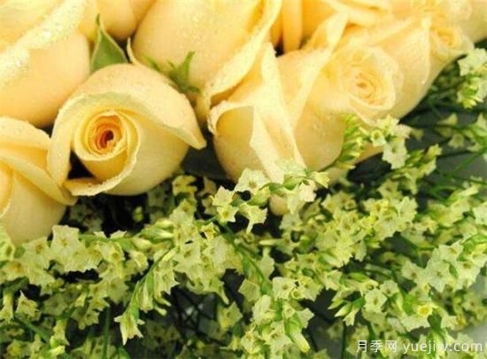 香檳玫瑰幾月份開(kāi)花 香檳玫瑰開(kāi)花圖片資料(圖3)