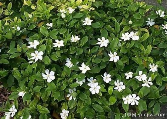 梔子花葉子發(fā)黃怎么辦 梔子花病蟲(chóng)害防治技巧(圖2)