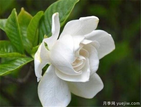 梔子花葉子發(fā)黃怎么辦 梔子花病蟲(chóng)害防治技巧(圖3)