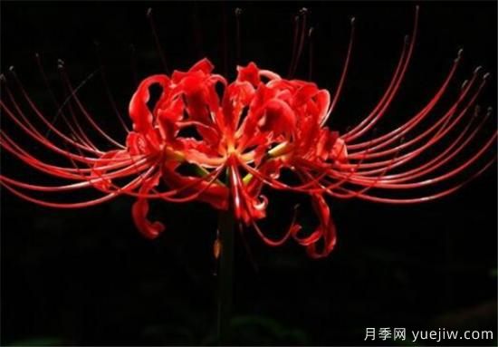 彼岸花幾月份開(kāi)放 彼岸花的花語(yǔ)寓意是什么(圖1)