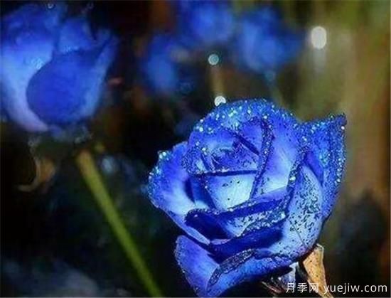 藍色妖姬的折法，藍色妖姬適合送給什么人(圖1)