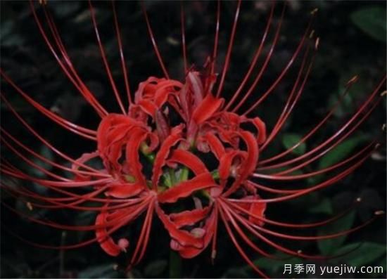 彼岸花幾月份開(kāi)放 彼岸花的花語(yǔ)寓意是什么(圖2)