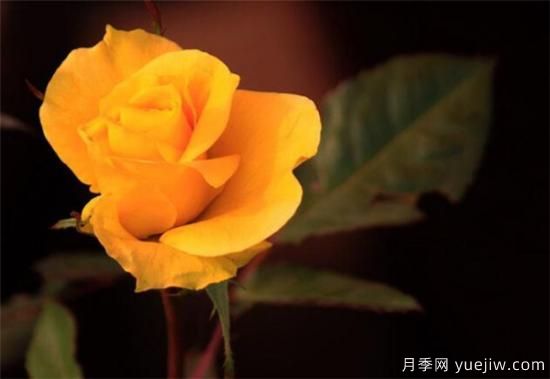 黃玫瑰種植方法 黃玫瑰養殖方法和注意事項(圖3)