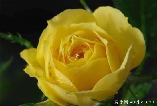 黃玫瑰種植方法 黃玫瑰養殖方法和注意事項(圖2)