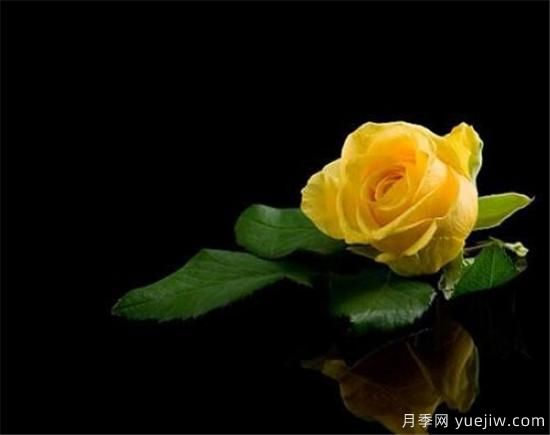 黃玫瑰種植方法 黃玫瑰養殖方法和注意事項(圖1)