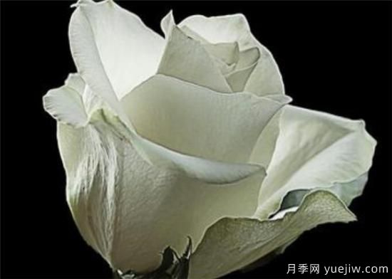 11朵、33朵、66朵白玫瑰代表的什么意思(圖3)