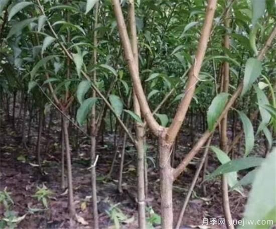 李子樹(shù)繁殖方法有哪些 李子樹(shù)種植管理技術(shù)(圖1)