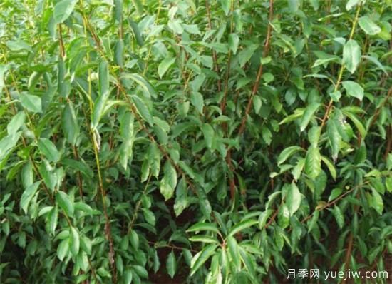 李子樹(shù)繁殖方法有哪些 李子樹(shù)種植管理技術(shù)(圖2)
