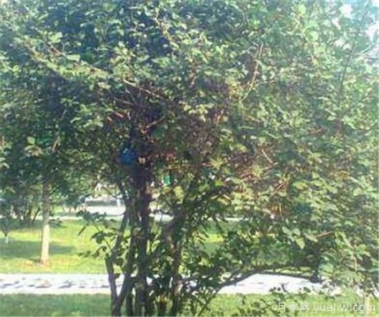 種植連翹前景好不好 連翹種植后收入利潤分析(圖1)