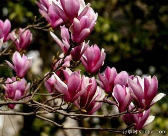 紫玉蘭小苗多少錢(qián)一棵？南陽(yáng)2、3、4公分紫玉蘭價(jià)格表(圖1)