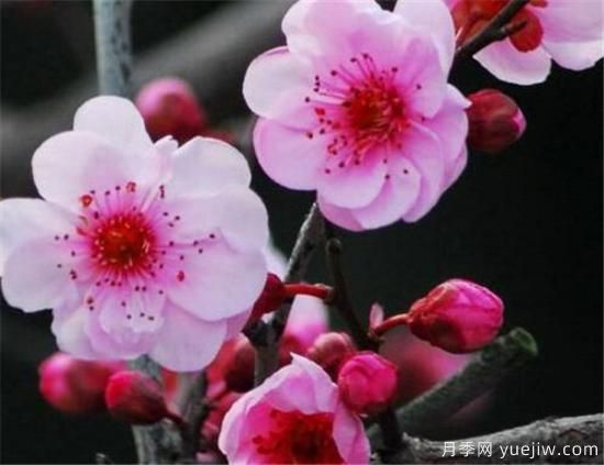 美人梅幾月份開(kāi)花 美人梅的花語(yǔ)寓意是什么(圖1)