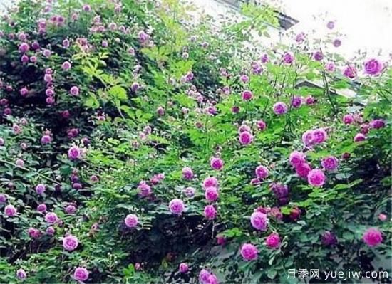 薔薇花幾年能爬滿(mǎn)墻 薔薇花如何修剪(圖2)