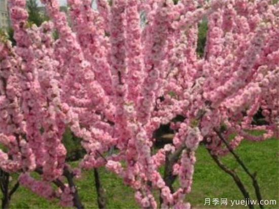 美人梅幾月份開(kāi)花 美人梅的花語(yǔ)寓意是什么(圖3)