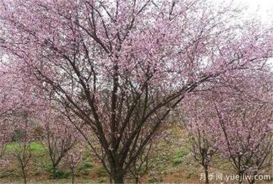 美人梅幾月份開(kāi)花 美人梅的花語(yǔ)寓意是什么(圖2)