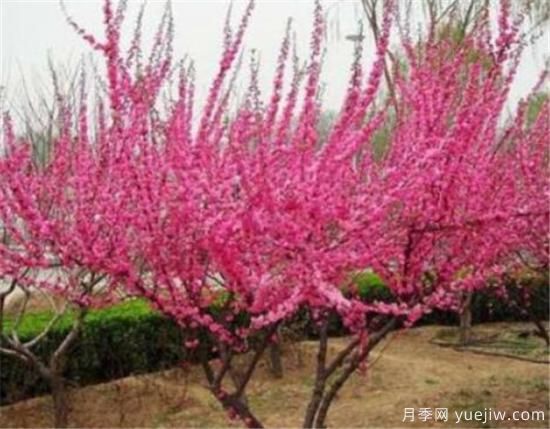 榆葉梅什么時(shí)候剪枝 榆葉梅修剪方法和注意事項(圖2)