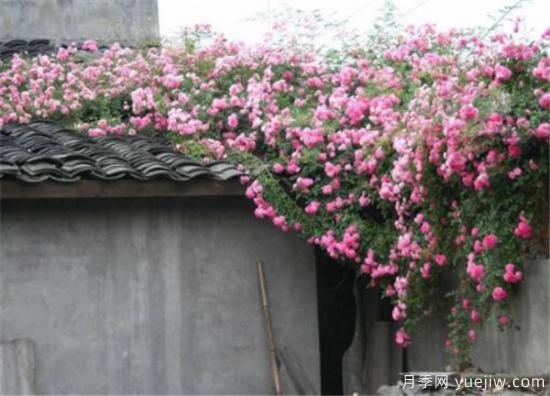 薔薇花幾年能爬滿(mǎn)墻 薔薇花如何修剪(圖1)