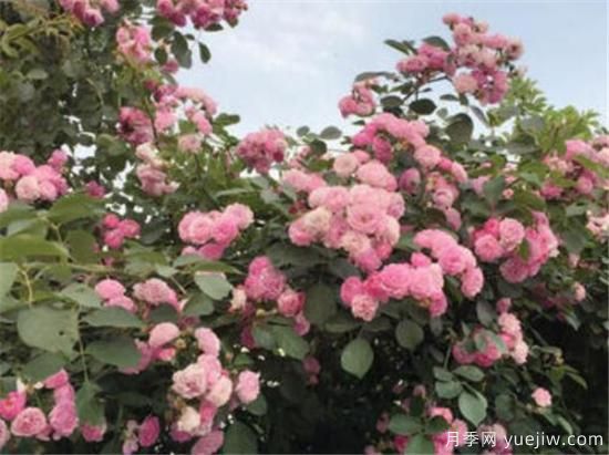 薔薇花什么時(shí)候開(kāi) 薔薇的花語(yǔ)和寓意象征(圖1)