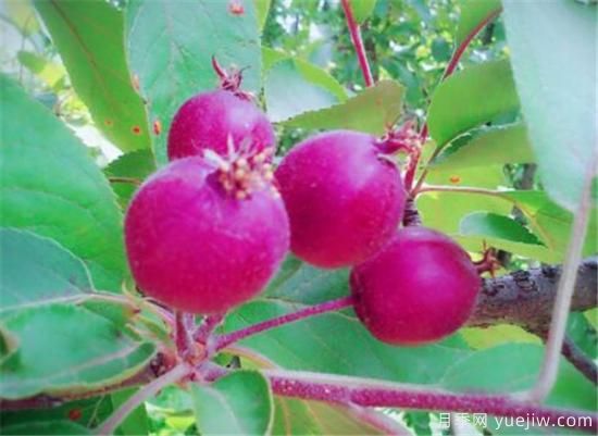 薔薇花結的果實(shí)有用嗎 野薔薇的果實(shí)可以吃嗎(圖2)