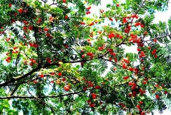紅豆杉種植方法有哪些 紅豆杉怎么養比較好(圖1)