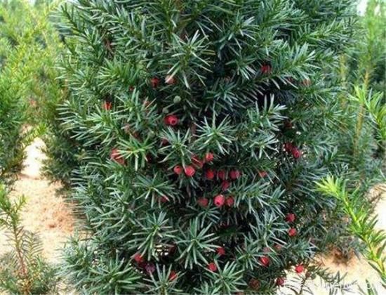 紅豆杉種植方法有哪些 紅豆杉怎么養比較好(圖3)