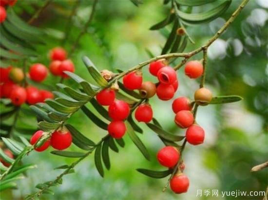 紅豆杉種植方法有哪些 紅豆杉怎么養比較好(圖2)