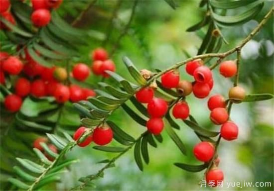 紅豆杉盆景制作方法 紅豆杉的養殖方法和注意事項(圖3)